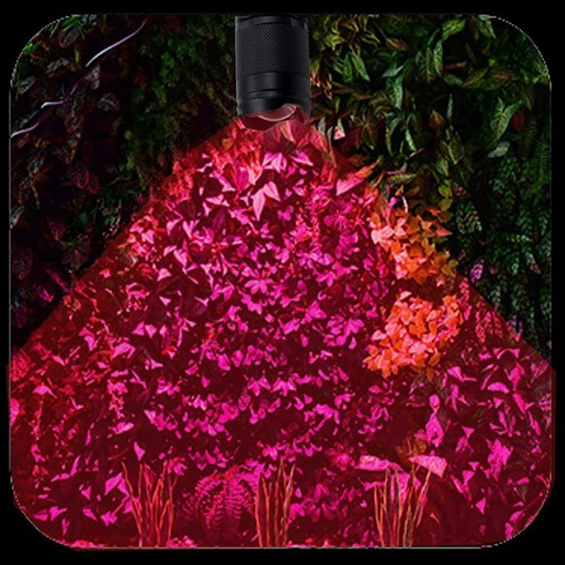 Red beam illuminating a shrub at night, showing the spread of the light